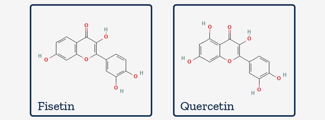 Fisetin vs Quercetin: The Complete Breakdown for Clearing Zombie Cells and Slowing Aging